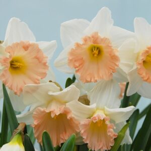 Narcissus "British Gamble" - nagy csészéjű nárcisz(3 db)