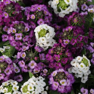 Alyssum maritima - Illatos ternye, mézvirág "Clear Crystal MIX" (min. 20 szem)