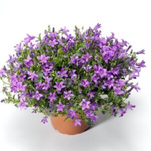 Campanula portenschlagiana - Dalmát harangvirág "kék" (min. 20 szem)