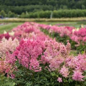 Astilbe arendsii - Kerti tollbuga "Showstar" (min. 20 szem)
