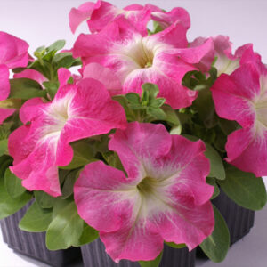 Petunia grandiflora - Kerti petúnia "Limbo Salmon Morn" (min. 20 szem)