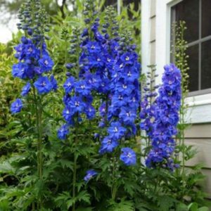 Delphinium hybrida - Évelő szarkaláb "Blue Bird Special" (min. 20 szem)