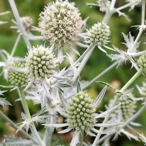 Eryngium planum - Kék iringó "White Glitter" (min. 20 szem)