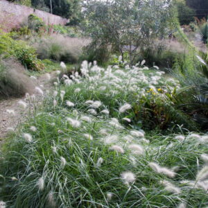 Pennisetum villosum - Tollborzfű "Fluffy" (min. 30 szem)