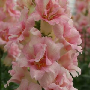 Antirrhinum majus - Tátika "Appleblossom DUPLA" (min 20 szem)