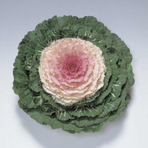 Brassica oleracea - Díszkáposzta "Pigeon Victoria" (min. 20 szem)