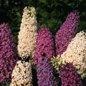 Buddleja davidii - Illatos nyáriorgona "Butterfly Hybrids" (min. 20 szem)