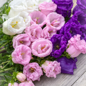 Campanula medium - Csupros harangvirág "double MIX" (min. 20 szem)