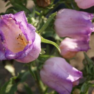 Campanula medium - Csupros harangvirág "SINGLE rózsaszín" (min. 20 szem)