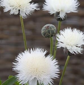 Centaurea moschata - Illatos búzavirág "The Bride" (min 30 szem)