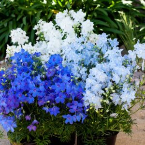 Delphinium grandiflorum - Szibéria szarkaláb "Hunky dory MIX" (min. 20 szem)