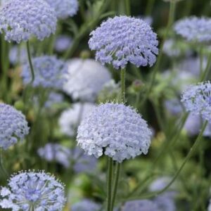 Didiscus caeruleus - Csipkevirág "halványkék"(min. 20 szem)