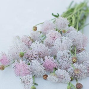 Didiscus caeruleus - Csipkevirág "rózsaszín" (min. 20 szem)