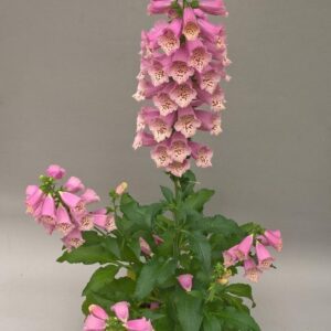 Digitalis purpurea - Gyűszűvirág "Dottie W.Rose" (min. 20 szem)
