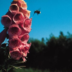 Digitalis mertonensis - Gyűszűvirág "Summer King" (min. 20 szem)