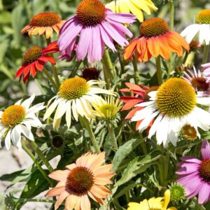Echinacea purpurea - Kasvirág "Paradiso MIX- alacsonyabb" (min. 20 szem)