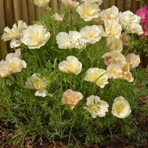 Eschscholzia - Kaliforniai kakukkmák "Thai Silk Pink Champagne" (min. 20 szem)