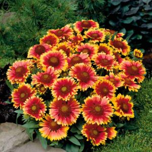 Gaillardia aristata - Kokárdavirág "Arizona Sun" (min. 20 szem mag)