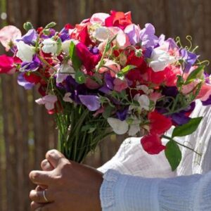 Lathyrus odoratus - Szagos bükköny "King Size MIX" (12 szem)