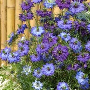 Nigella damascena - Borzaskata "Moody Blues" (min. 30 szem)