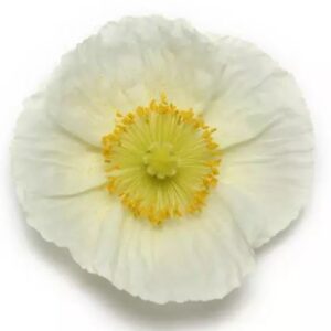 Papaver nudicaule - Izlandi pipacs "Champagne b. WHITE" (min. 20 szem)