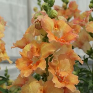 Antirrhinum majus - Tátika "Peach DUPLA" (min 20 szem)