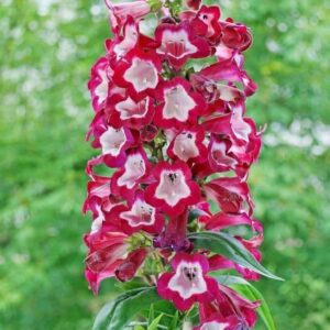 Penstemon hartwegii - Bugatölcsér "Giganteus" (min. 10 szem)