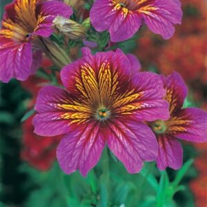 Salpiglossis sinuata - Trombitavirág "Royal Purple Bicolor F1" (min. 10 szem)