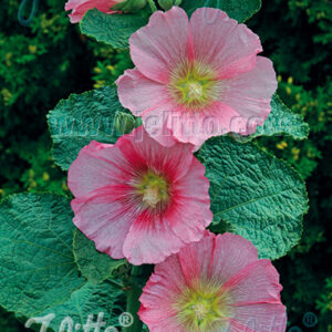 Alcea rosea - Mályvarózsa "Radiant rose" (min. 10 szem)