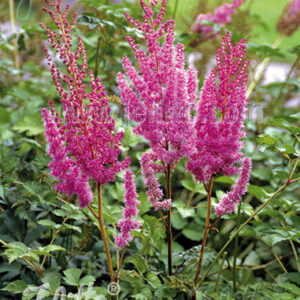 Astilbe chinensis - Kínai tollbuga (min. 20 szem)