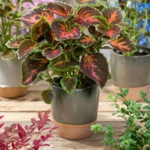 Coleus blumei - Díszcsalán " Wizard Coral Sunrise" (min. 20 szem)