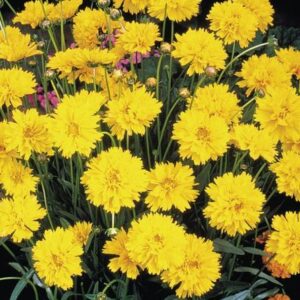 Coreopsis grandiflora - Nagyfészkű menyecskeszem"Early susnshine" (min. 20 szem)