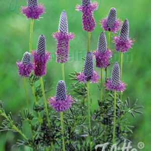 Dalea purpureum - Bíbor préri here "Stephanie" (min. 20 szem)