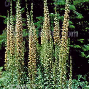 Digitalis ferruginea - Rozsdás gyűszűvirág "Gigantea" (min. 20 szem)