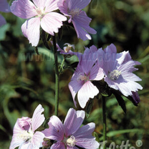 Malva moschata - Pézsma mályva "Rosea" (min. 20 szem)