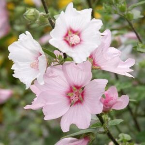 Malva moschata - Pézsma mályva "Appleblossom" (min. 20 szem)