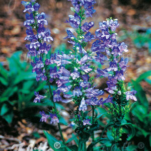 Penstemon heterophyllus - Változékony levelű bugatölcsér "Züriblau" (min. 20 szem)