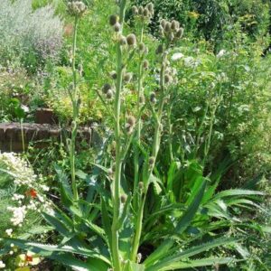Eryngium agavifolium - Agave levelű iringó (min. 20 szem)