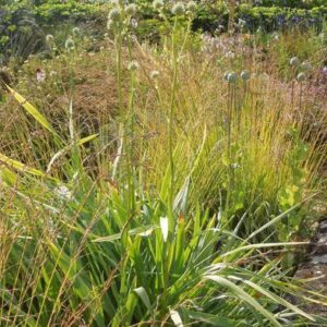 Eryngium yuccifolium - Pálma levelű iringó (min. 20 szem)