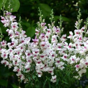 Antirrhinum majus - Tátika "Lucky Lips" (min 20 szem)