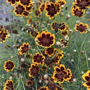 Cosmidium burridgeanum - Brunette (min. 20 szem mag)