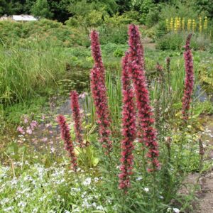 Echium russicum - Kígyószisz (min. 20 szem)