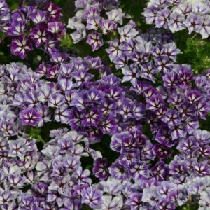 Phlox drummondii - Egynyári flox "Sugar Stars" (min. 20 szem)