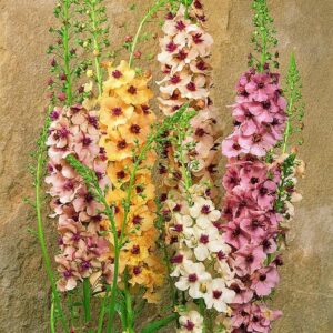 Verbascum hybrida - Ökörfarkkóró "Southern Charm" (min. 20 szem)