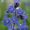 Kék atracél (Anchusa azurea) - min. 15 szem mag