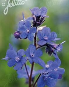 Anchusa azurea - Kék atracél (min. 15 szem)