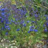 Kék atracél (Anchusa azurea) - min. 15 szem mag - Image 2