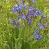 Kék atracél (Anchusa azurea) - min. 15 szem mag - Image 3