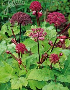 Angelica gigas - Koreai angyalgyökér (min. 10 szem)