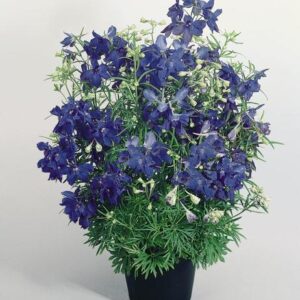 Delphinium grandiflorum - Szibéria szarkaláb "Summer Nights" (min. 20 szem)